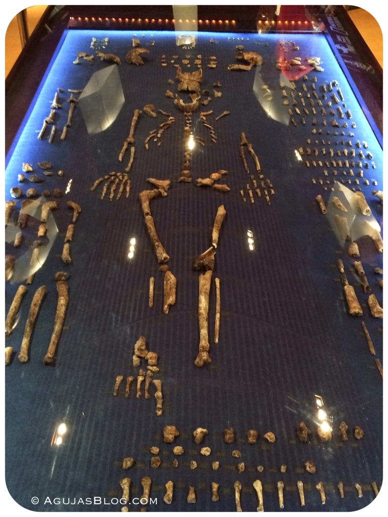 Cradle of Humankind Homo Naledi Fossils 1