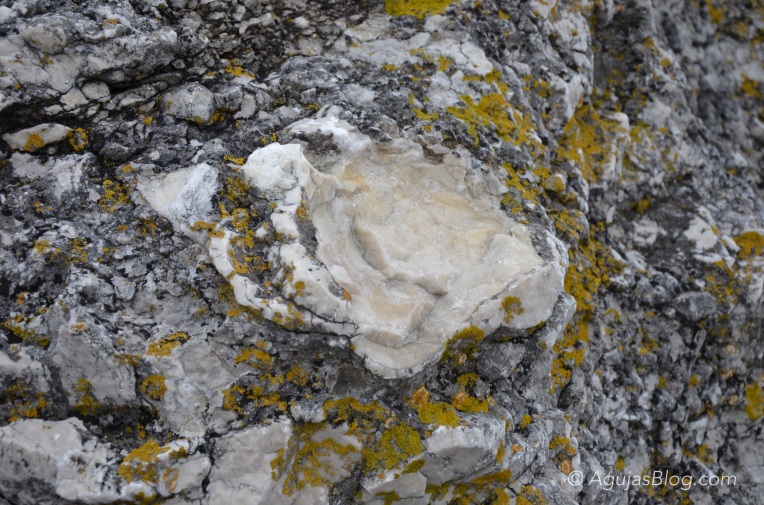Close-up of limestone rock @ Digerhuvud